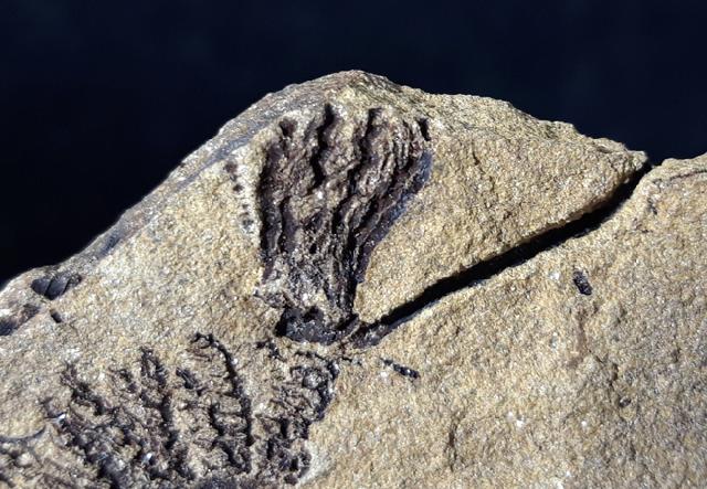 Sostronocrinus sp. (STRIMPLE & McGINNIS 1969) - Bild © FossNet FossilienStore
